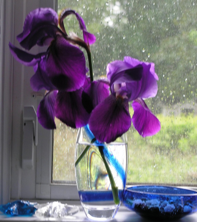 Iris Blossoms on Windowsill